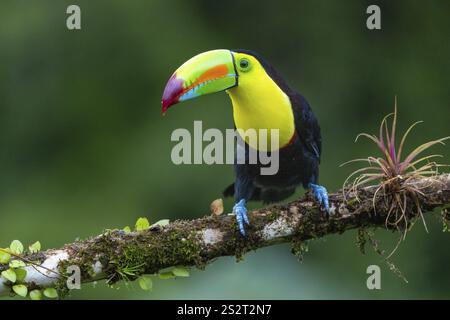 Pêche Toucan (Ramphastos sulfurantus), Toucans (Ramphastidae), Laguna del Lagarto Lodge, Alajuela, Costa Rica, Amérique centrale Banque D'Images