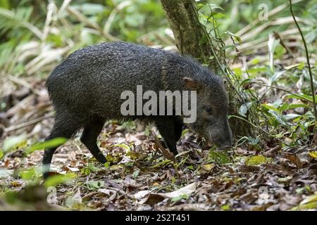 Recherche de pécaires à collier (Pecari tajacu) dans la forêt tropicale humide, Parc national du Corcovado, Osa, province de Puntarena, Costa Rica, Amérique centrale Banque D'Images