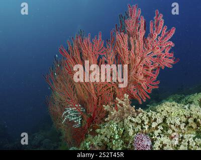 Éventail de nœuds rouges (Melithaea ochracea) au milieu d'un récif corallien diversifié dans l'océan bleu profond, site de plongée Pidada, Penyapangan, Bali, Indonésie, Asie Banque D'Images