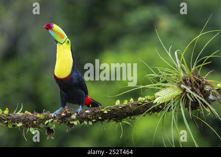 Pêche Toucan (Ramphastos sulfurantus), Toucans (Ramphastidae), Laguna del Lagarto Lodge, Alajuela, Costa Rica, Amérique centrale Banque D'Images