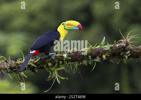 Pêche Toucan (Ramphastos sulfurantus), Toucans (Ramphastidae), Laguna del Lagarto Lodge, Alajuela, Costa Rica, Amérique centrale Banque D'Images