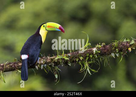 Pêche Toucan (Ramphastos sulfurantus), Toucans (Ramphastidae), Laguna del Lagarto Lodge, Alajuela, Costa Rica, Amérique centrale Banque D'Images