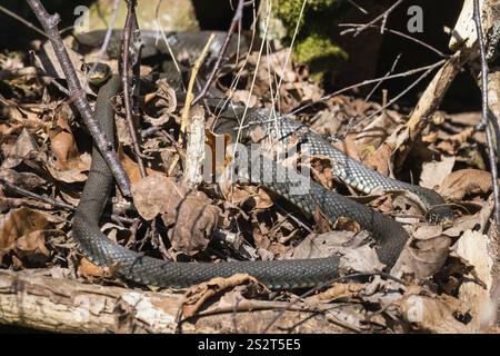 Les serpents d'herbe (Natrix natrix) se réchauffent dans le soleil de printemps parmi les vieilles feuilles, la Suède, l'Europe Banque D'Images