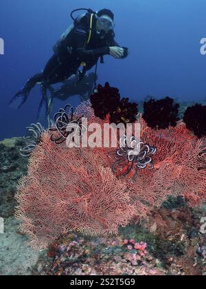 Une plongeuse femelle explore un récif corallien avec un éventail de nœuds rouges (Melithaea ochracea) et des étoiles à plumes noires dans l'océan bleu clair, site de plongée rencontre rapprochée Banque D'Images