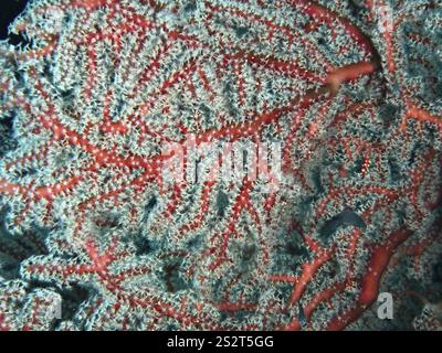 Gros plan de corail avec branches rouges et structure complexe, éventail noué rouge (Melithaea ochracea), site de plongée Twin Reef, Penyapangan, Bali, Indonésie, AS Banque D'Images