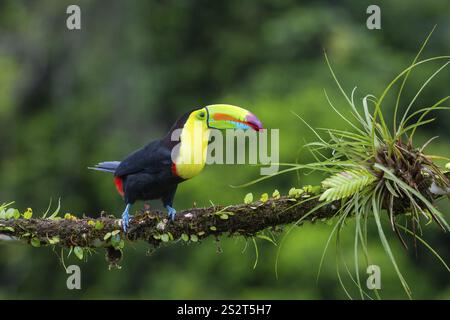 Pêche Toucan (Ramphastos sulfurantus), Toucans (Ramphastidae), Laguna del Lagarto Lodge, Alajuela, Costa Rica, Amérique centrale Banque D'Images