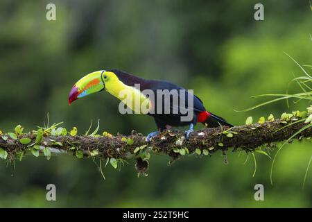 Pêche Toucan (Ramphastos sulfurantus), Toucans (Ramphastidae), Laguna del Lagarto Lodge, Alajuela, Costa Rica, Amérique centrale Banque D'Images