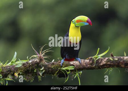 Pêche Toucan (Ramphastos sulfurantus), Toucans (Ramphastidae), Laguna del Lagarto Lodge, Alajuela, Costa Rica, Amérique centrale Banque D'Images