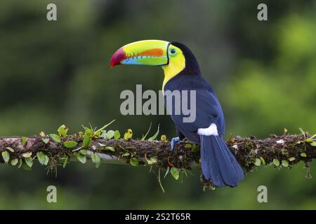 Pêche Toucan (Ramphastos sulfurantus), Toucans (Ramphastidae), Laguna del Lagarto Lodge, Alajuela, Costa Rica, Amérique centrale Banque D'Images