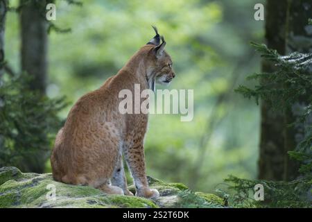 Lynx eurasien (Lynx lynx) assis sur un rocher couvert de mousse dans la forêt et regardant attentivement, captif, parc national de la forêt bavaroise, Bavière, Germa Banque D'Images