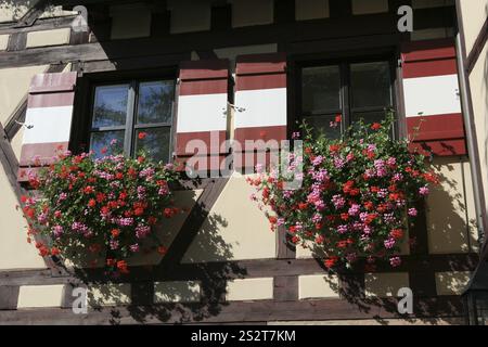 Géraniums dans des jardinières sur les fenêtres d'une maison à colombages, château de Nuremberg, Kaiserburg, Nuremberg, moyenne Franconie, Bavière, Allemagne, Europe Banque D'Images