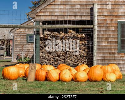 groupe de citrouilles de taille simliar à vendre sur un stand de ferme bridgehampton Banque D'Images