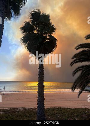 Feu de Palisades, vue spectaculaire de palmiers silhouettés contre la fumée orange soufflant vers l'océan, au sud de Sunset Blvd, Banque D'Images