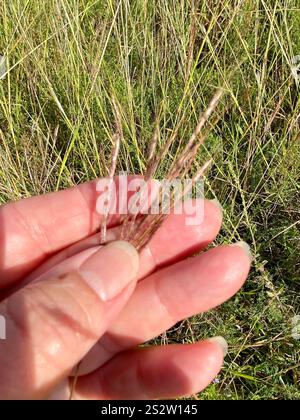 King Ranch bluestem (Bothriochloa ischaemum) Banque D'Images