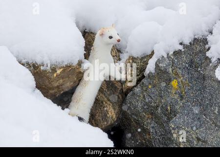 Ermine posant Banque D'Images