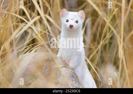 Ermine posant Banque D'Images