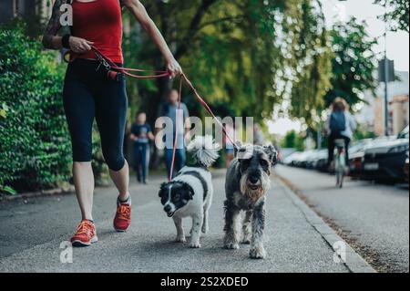 Femme méconnaissable promenant ses chiens en laisse dans la ville Banque D'Images