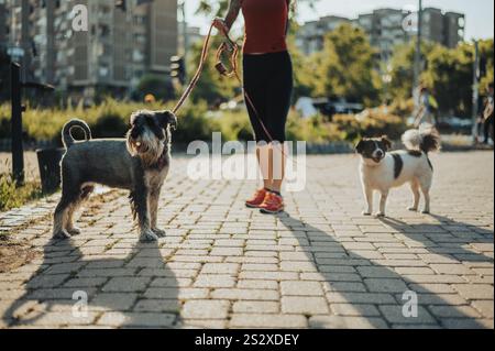 Femme méconnaissable promenant ses chiens en laisse dans le parc Banque D'Images