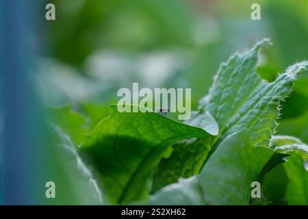 Vue latérale d'une mouche reposant sur une feuille sur un fond vert lisse Banque D'Images