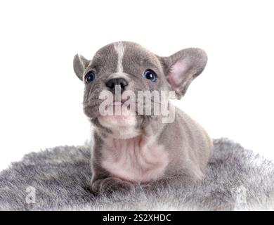 Chiot bouledogue français, in front of white background Banque D'Images