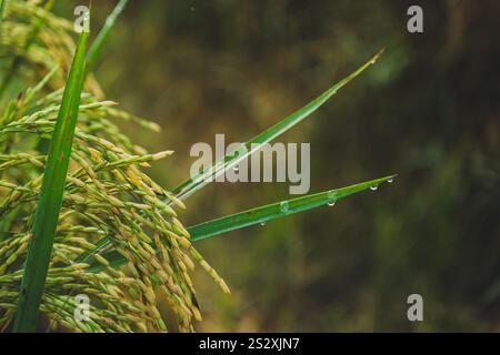 Une photo en gros plan d'une récolte de riz avec des gouttes de rosée sur les feuilles. Les grains sont encore verts et mûrissent sur la tige. L'arrière-plan est flou, créant Banque D'Images