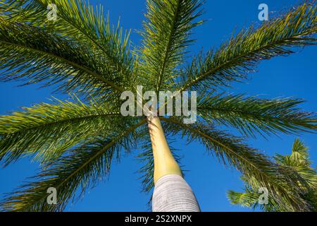 Palmier feuilles des branches contre le ciel bleu, vacances tropicales ensoleillées chaudes, vacances d'été, Queensland Australie Banque D'Images