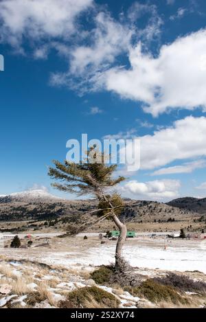 Arbre seul se tenant sur le haut d'une colline de rochers et de neige au sol sous un ciel bleu. Low angle view Banque D'Images