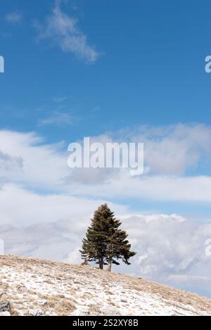 Arbre seul se tenant sur le haut d'une colline de rochers et de neige au sol sous un ciel bleu. Low angle view Banque D'Images