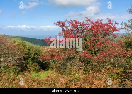 Baies rouges sur un aubépine (Crataegus monogyna) en automne dans le parc national d'Exmoor, Somerset, Angleterre. Banque D'Images