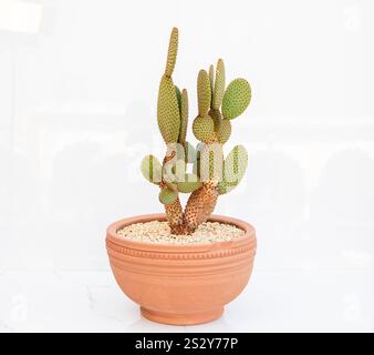 Cactus de barbarie en pot en terre cuite sur fond blanc isolé Banque D'Images