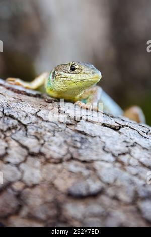 Gros plan portrait d'un lézard vert Balcan ou lacerta trilineata assis sur le tronc d'arbre, fond brun flou. Banque D'Images