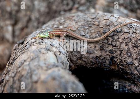 Lézard vert Balcan ou lacerta trilineata assis sur le tronc de l'arbre, fond brun flou. Banque D'Images