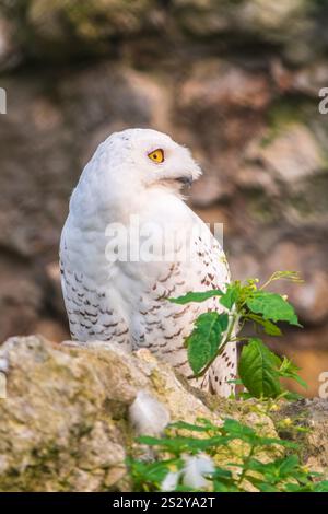 Un hibou des neiges est assis sur une falaise rocheuse. La chouette des neiges (Bubo scandiacus), également connue sous le nom de chouette polaire, blanche ou arctique, Banque D'Images