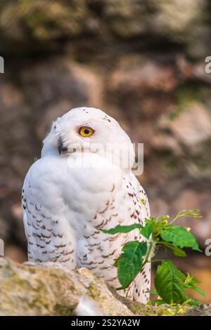 Un hibou des neiges est assis sur une falaise rocheuse. La chouette des neiges (Bubo scandiacus), également connue sous le nom de chouette polaire, blanche ou arctique, Banque D'Images