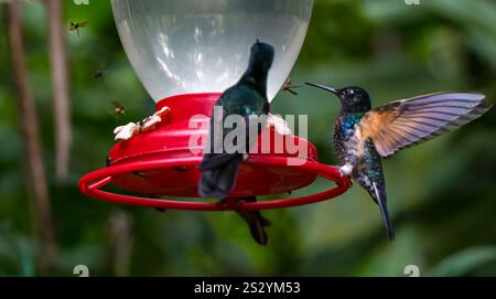 Violon brun (Colibri delphinae) et colibris se nourrissant d'eau sucrée, forêt de nuages de Mindo, Équateur, Amérique du Sud Banque D'Images