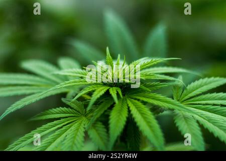 Gros plan photo de cannabis Plant. THC. Banque D'Images