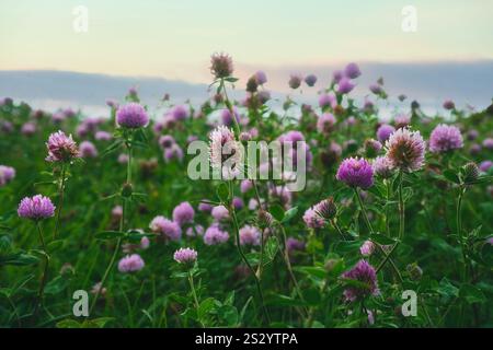 Prairie d'été avec trèfle. Fleurs roses et blanches dans l'herbe verte. Plante cicatrisante et fourragère. Fleurs dans la nature Banque D'Images