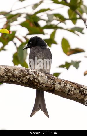 Drongo à ventre blanc perché gracieusement sur une branche dans son habitat naturel Banque D'Images