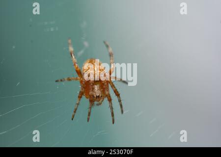 Gros plan d'une araignée de jardin européenne refroidissant sur une toile d'araignée Banque D'Images