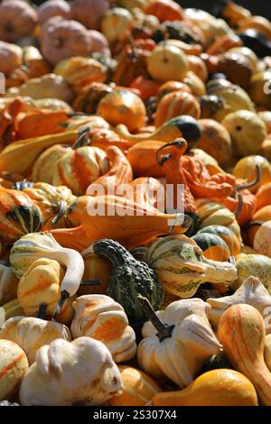 Gros plan vif d'une variété de citrouilles Banque D'Images