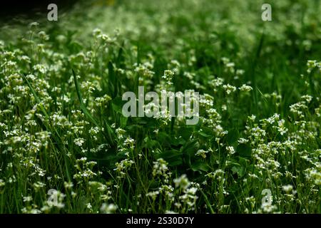 Délicates fleurs blanches dispersées parmi l'herbe verte vibrante, capturant la simplicité et la beauté de la nature dans un cadre extérieur paisible Banque D'Images