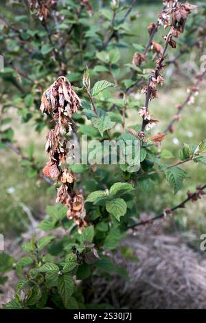 Brûlure moniliale sur la fleur et la brindille du cerisier de Nankin ou Prunus tomentosa, cerasus tomentosa. Champignon Monilinia fructicola pathogène des plantes cau Banque D'Images