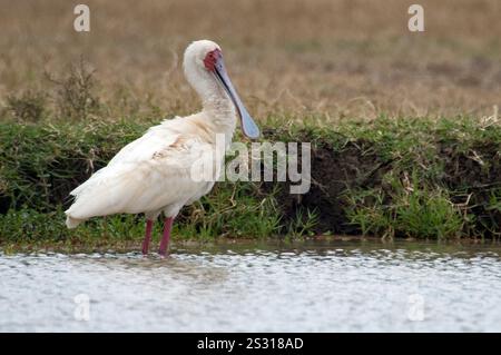 Cuillère africaine (Platalea alba) se nourrissant à Sweetwatres, Kenya Banque D'Images