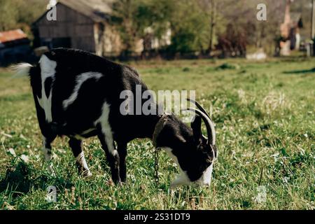 Une chèvre noire et blanche aux cornes courbées pèle paisiblement dans un champ verdoyant, entourée d'un paysage rural avec des arbres et des bâtiments agricoles à l'arrière Banque D'Images