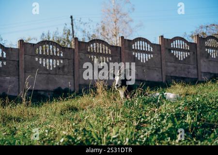 Scène paisible d'une chèvre couchée dans un champ herbeux près d'une clôture rustique en béton. La journée ensoleillée met en valeur l'environnement rural serein et bea naturel Banque D'Images