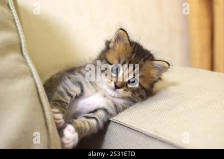 Un petit chaton beau et mignon tabby se trouve sur le canapé à la maison. Un chaton de la race Kurilian Bobtail avec une queue courte. Banque D'Images