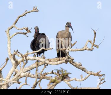Deux Hadada Ibises perchées dans un arbre mort Banque D'Images