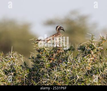 Un bec de corne gris africain perché dans un arbre Banque D'Images