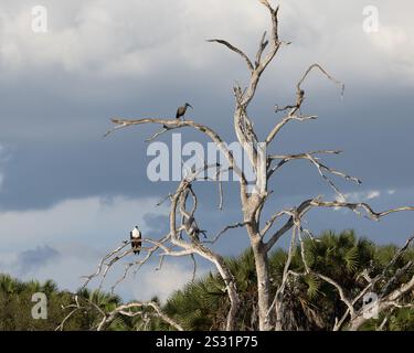 Un Ibis Hadada et un aigle-poisson africain perchés dans un arbre mort Banque D'Images