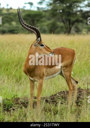 Impala (Aepyceros melampus) est une antilope abondante et grégagrieuse en Afrique Banque D'Images